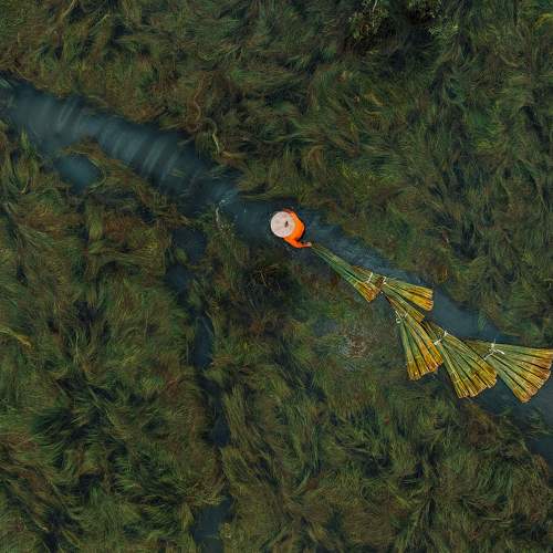 Bang Grass Harvesting