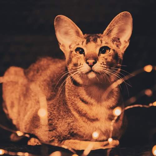 Photo #10065841