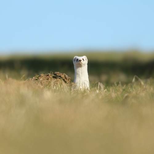 Photo #10067229