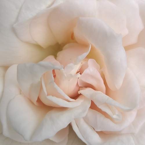 Photo #10067679