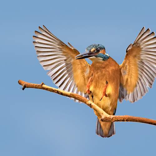 Photo #10069516