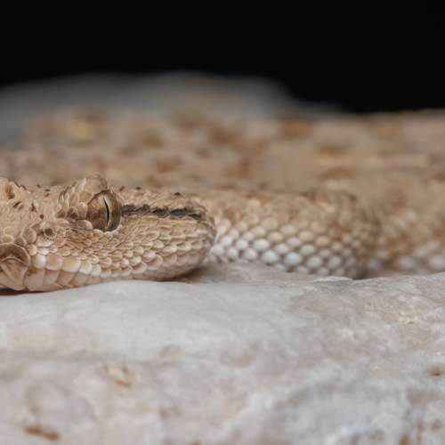 Photo #10070583