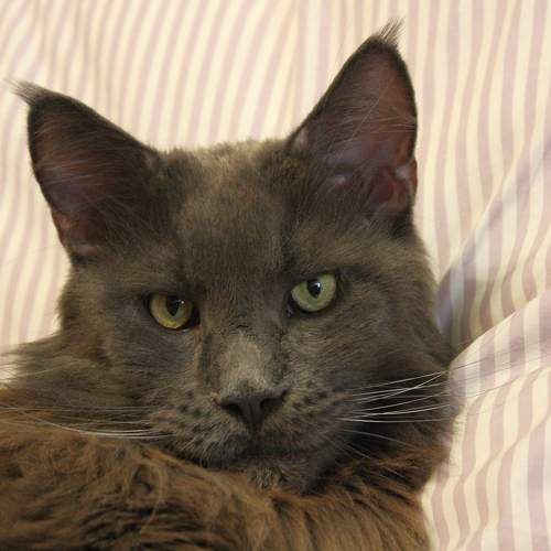 Photo #10070948