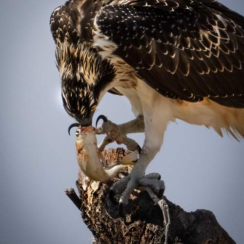 KISS OF DEATH