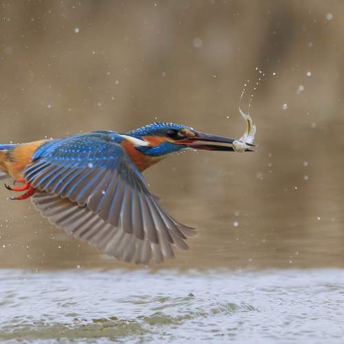Photo #10074212