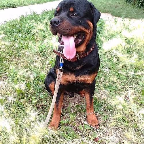 Photo #10074547