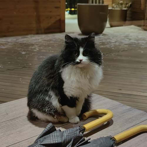 Photo #10075993