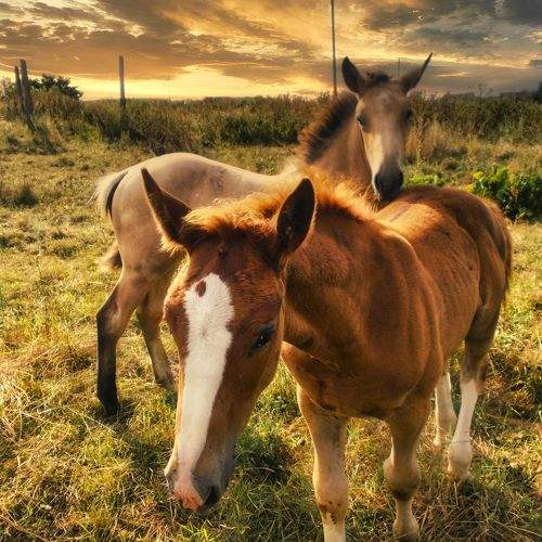 Photo #10076178