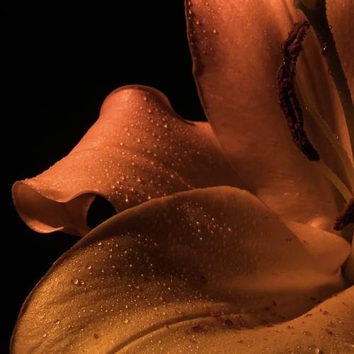Photo #10077446