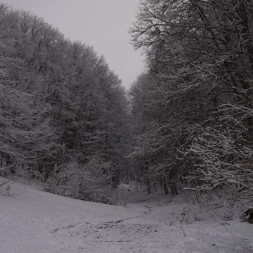 Photo #10078001