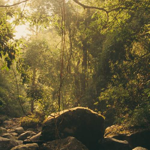 light in the forest