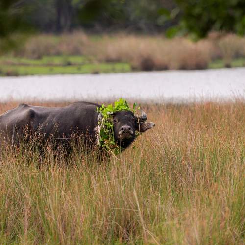 Photo #10082245