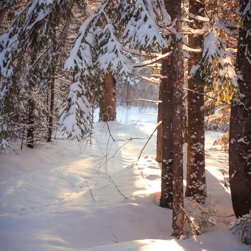 Photo #10083541