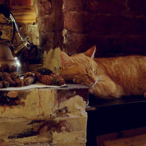 Photo #10085648