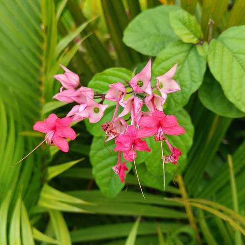 Farm Flower
