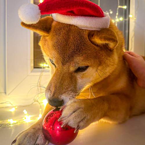 Photo #10086197