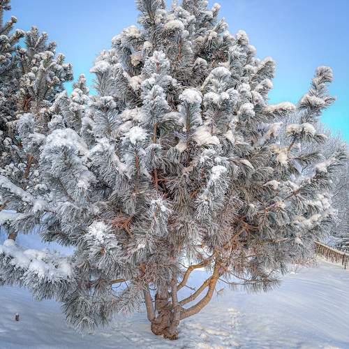 Photo #10086215