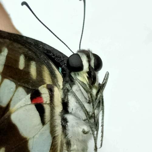 Photo #10086648