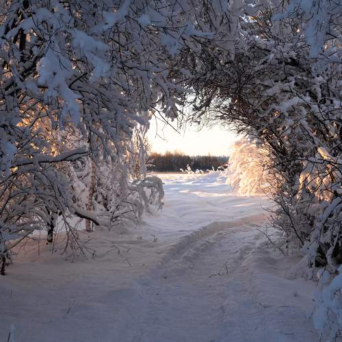 Photo #10087450