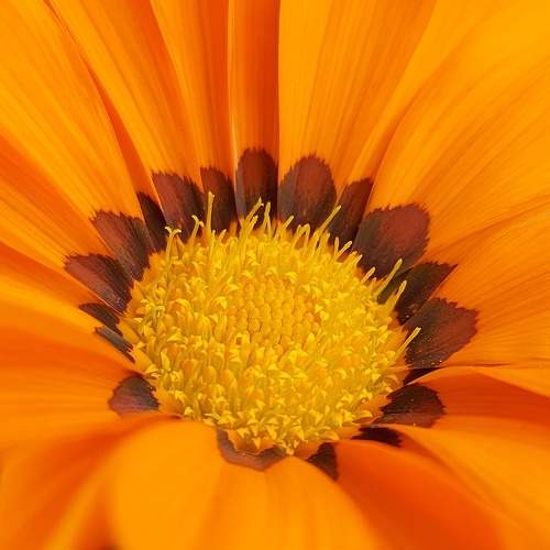 Photo #10087707