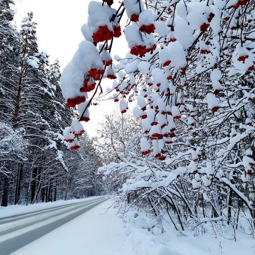 Photo #10090901