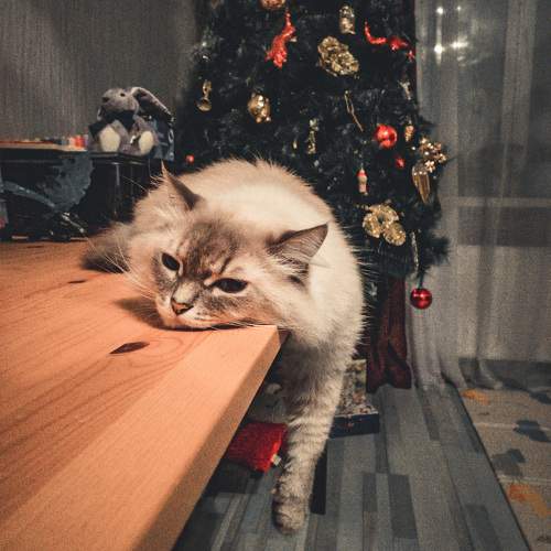Photo #10093454