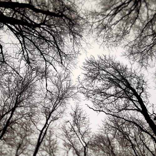 Photo #10094989