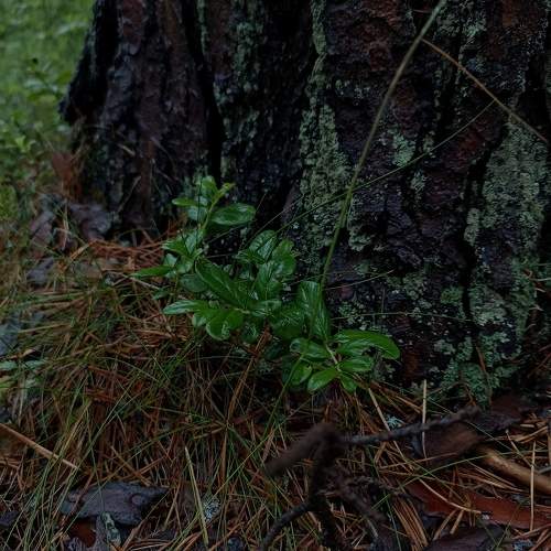 Photo #10095071