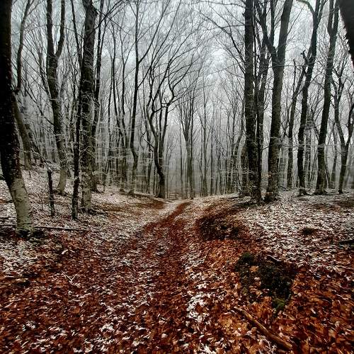 Photo #10095331