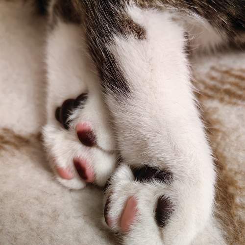 Photo #10095516
