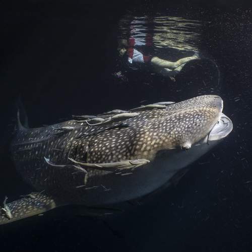 Фотография #10096550