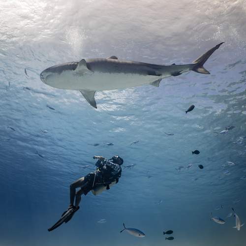 Фотография #10096567