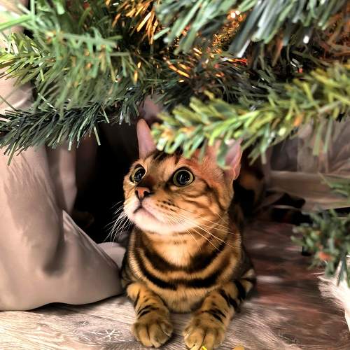 Photo #10097004