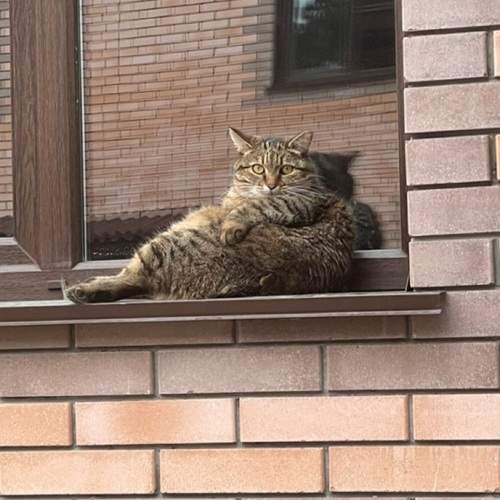 Photo #10097336