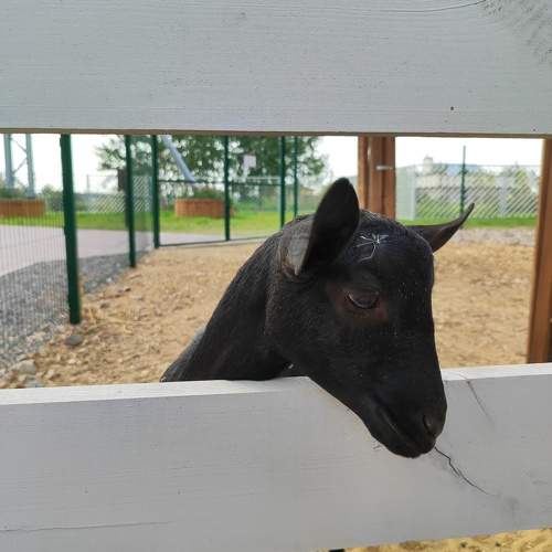 Photo #10097365