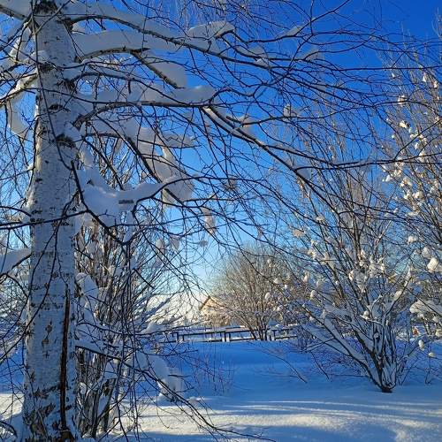 Photo #10099021