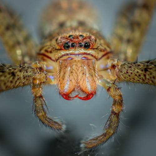 Little world Hero (Jumping Spider)
