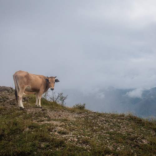 Photo #10099348