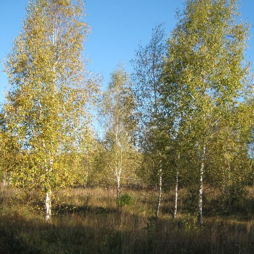 Две сестрички. Нижегородская область.
