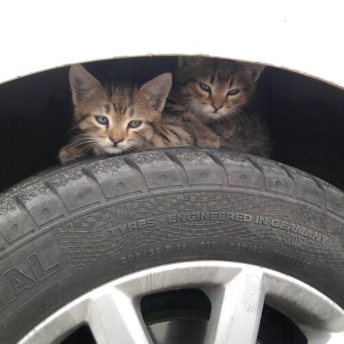 Photo #1013443