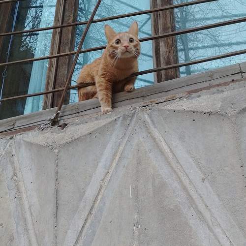 Photo #10100075
