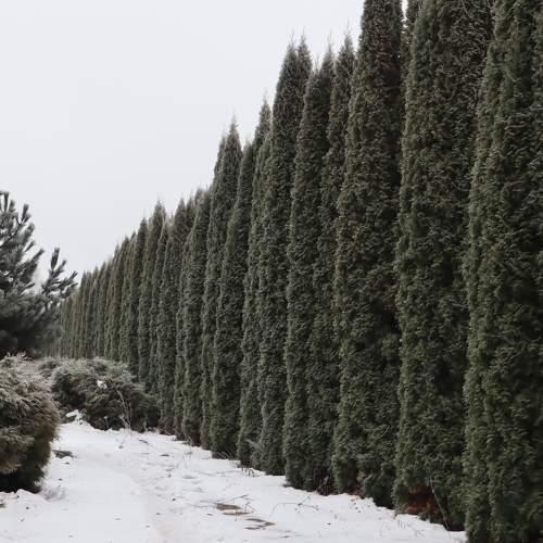 Photo #10100791