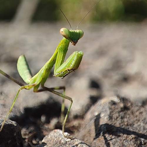Hierodula patellifera