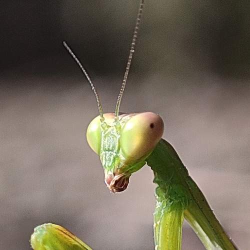Photo #10103165
