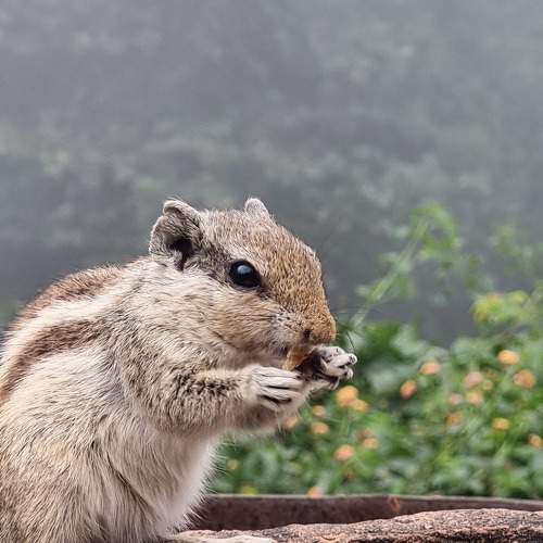 Wildlife