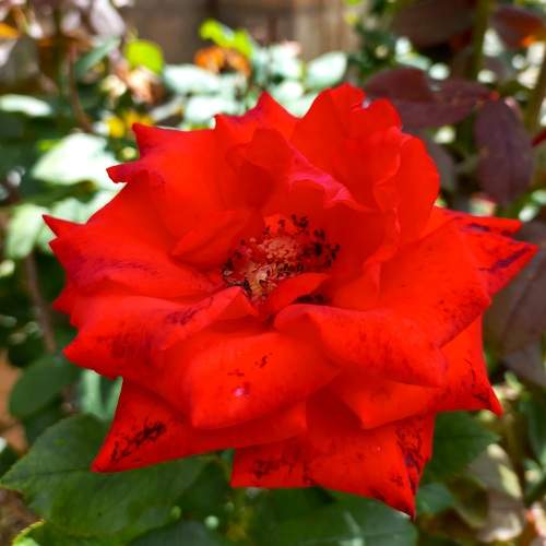 Tea Rose warm greetings