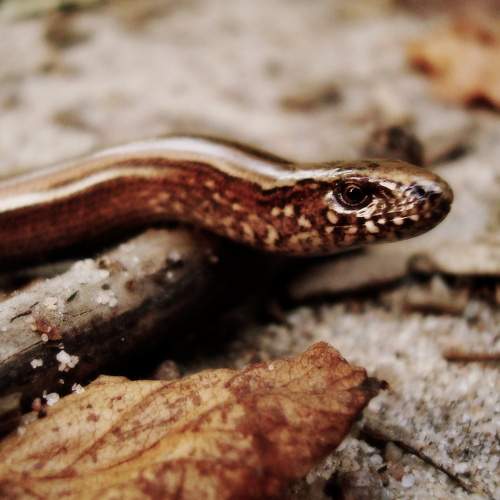 Photo #10104461