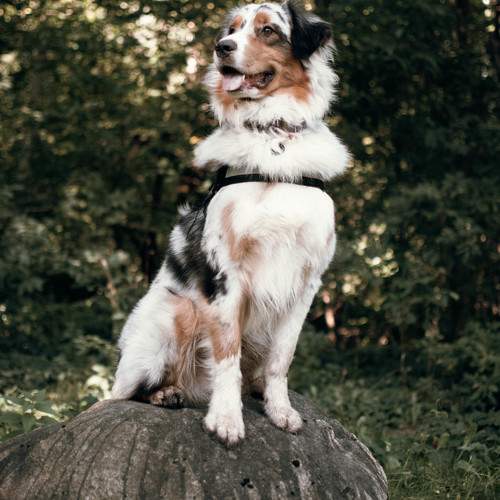 Photo #10104763