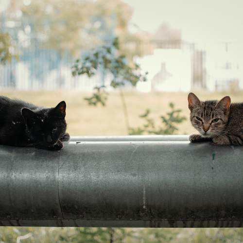 They could be at home