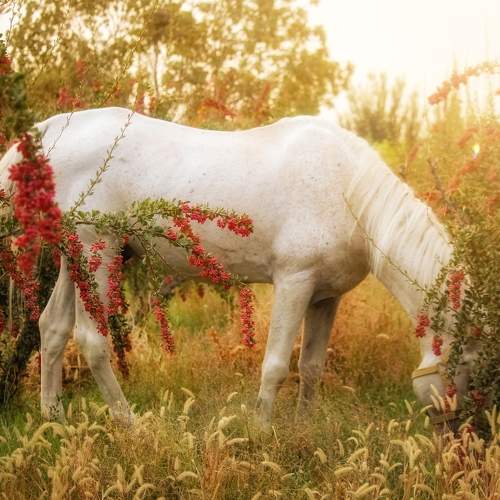Photo #10105787